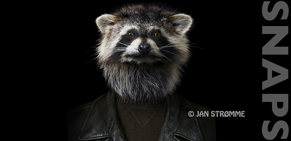 Portrait of an outlaw racoon wearing a black leather jacket