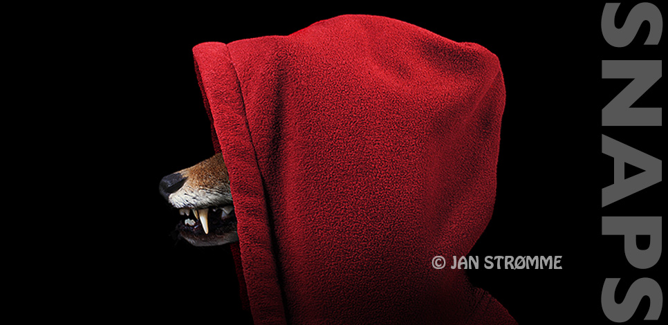 Portrait of a wolf with large fangs wearing a red hood