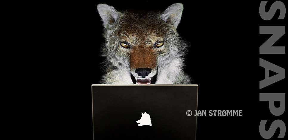 Portrait of a large wolf lurking behind a laptop computer